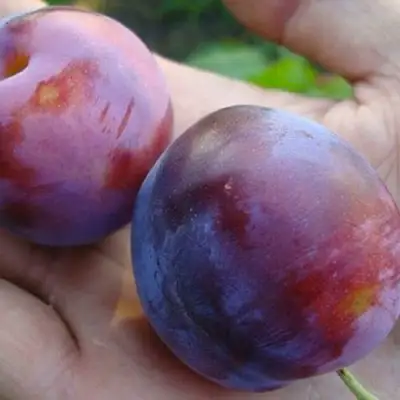 Слива РЕНКЛОД в Гомеле