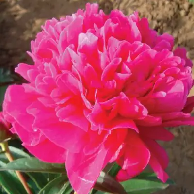 Пион РУБИНОВЫЙ СВЕТ травянистый в Гомеле