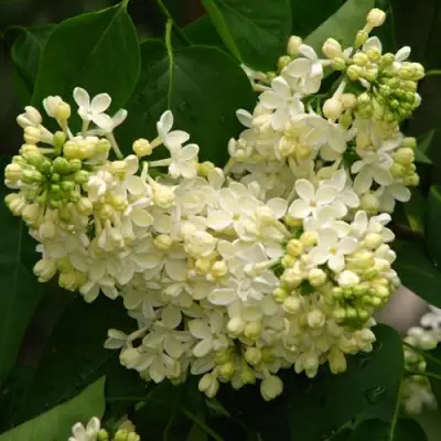 Сирень ПРИМРОУЗ в Гомеле