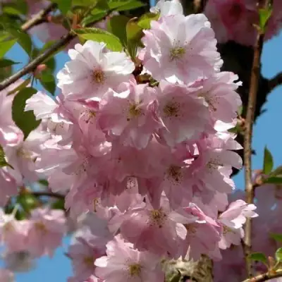 Вишня АККОЛЕЙД цветущая в Гомеле