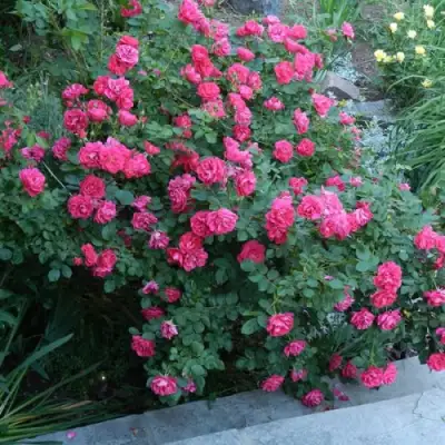 Роза ДЖОРДЖ ВАНКУВЕР флорибунда в Гомеле