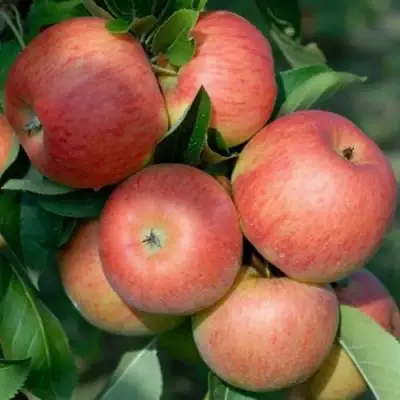 Яблоня ТОПАЗ в Гомеле