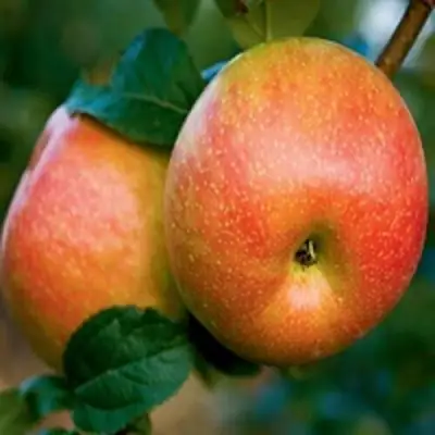 Яблоня ПЕРСИКОВАЯ в Гомеле