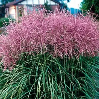 Мискантус МАЛЕПАРТУС китайский  в Гомеле