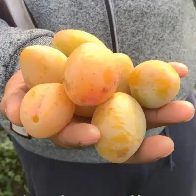 Слива ЯХОНТОВАЯ в Гомеле