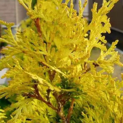 Туя ЕВРОПА ГОЛД западная в Гомеле