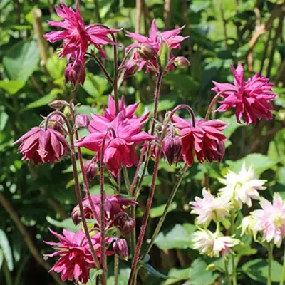 Аквилегия БАРЛОУ БОРДО обыкновенная в Гомеле