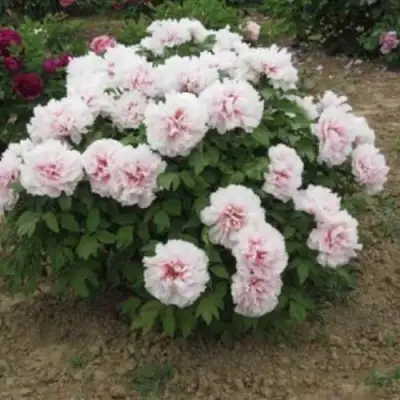 Пион ПЕРСИК ПОД СНЕГОМ древовидный в Гомеле