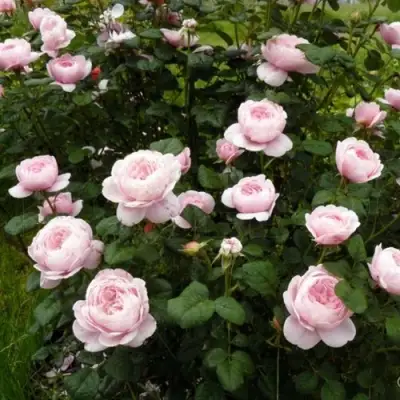 Роза КУИН ОФ СУИДЕН (КОРОЛЕВА ШВЕЦИИ) английская в Гомеле