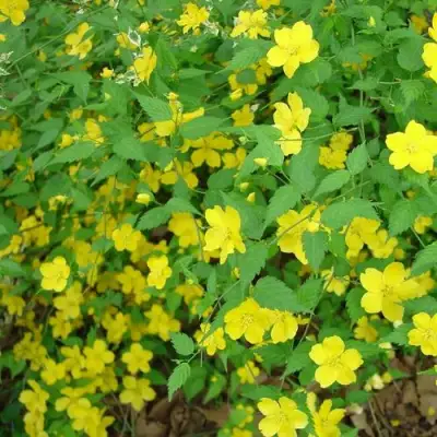 Керрия японская ГОЛДЕН ГИНЕЯ в Гомеле