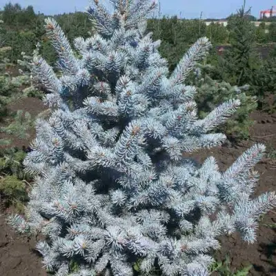 Ель МИСТИ БЛЮ голубая в Гомеле