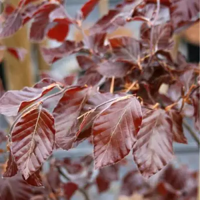 Бук лесной АТРОПУНИЦЕА в Гомеле