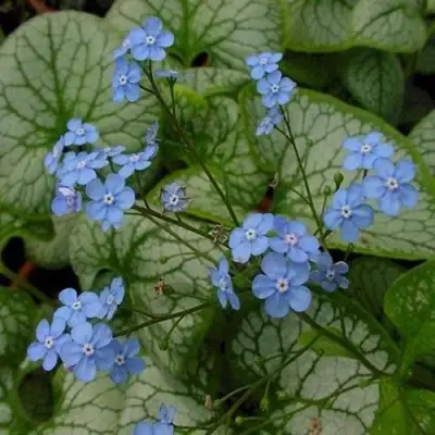 Бруннера ДЖЭК ФРОСТ в Гомеле