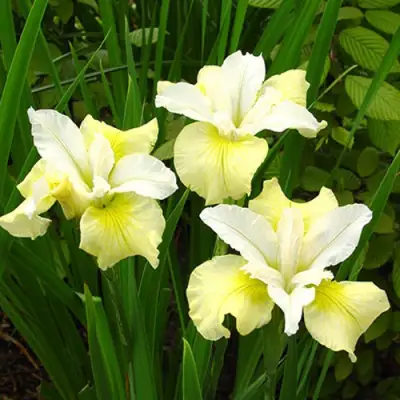 Ирис ЙЕЛЛОУ ТЕЙЛ сибирский в Гомеле