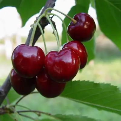 черешня Стелла