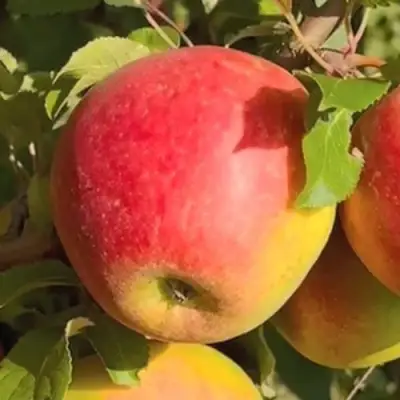 Яблоня САКАВИТА в Гомеле