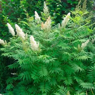 Рябинник рябинолистный СЭМ в Гомеле