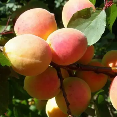 Абрикос СЮРПРИЗ в Гомеле