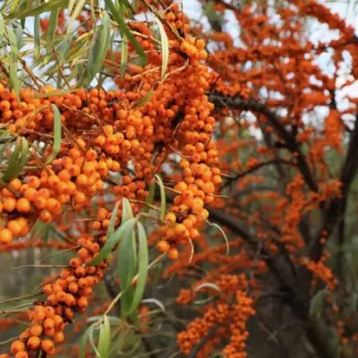 Облепиха СЕРАФИМА в Гомеле
