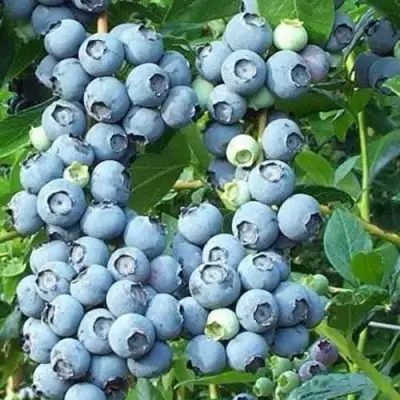 Голубика НОРТЛАНД в Гомеле