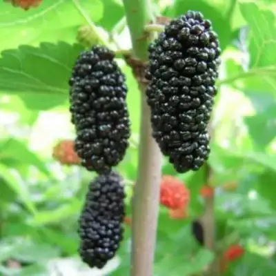 Шелковица ГАЛИЦИЯ в Гомеле