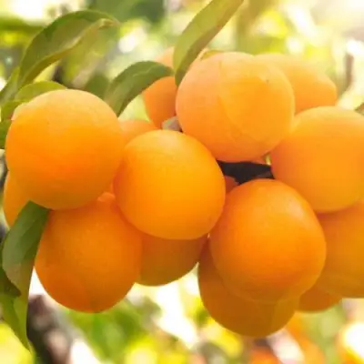 Слива МАРА в Гомеле