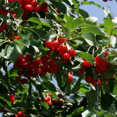 Вишня БРУСНИЦЫНА степная в Гомеле