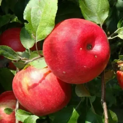 Яблоня ВАЛЕРИЯ в Гомеле