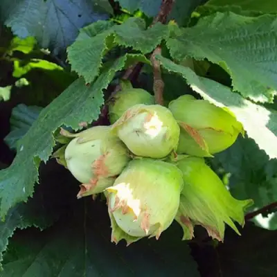 Фундук ТАМБОВСКИЙ РАННИЙ в Гомеле