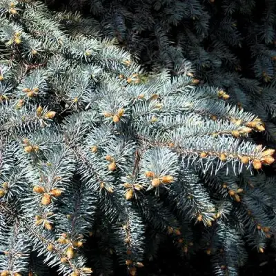 Ель НАНА сизая в Гомеле