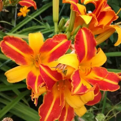 Лилейник ФРАНС ХАЛС в Гомеле