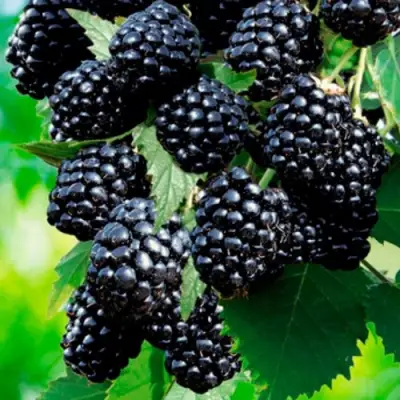 Ежевика ЛОХТЕЙ бесшипная в Гомеле