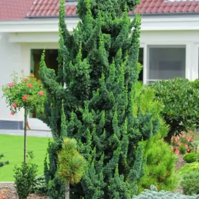 Кипарисовик ВИСЕЛЛИ лавсона в Гомеле