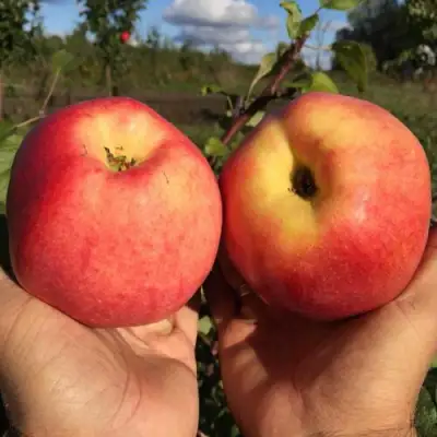 Яблоня КОВРОВОЕ стелющаяся в Гомеле