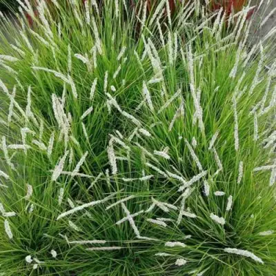 Сейслерия ОСЕННЯЯ в Гомеле