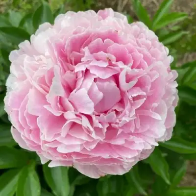 Пион КАТРИН ФОНТЕЙН травянистый в Гомеле