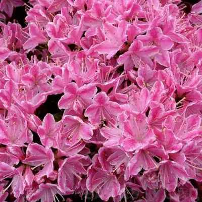 Азалия КЕРМЕСИНА РОУЗ японская в Гомеле