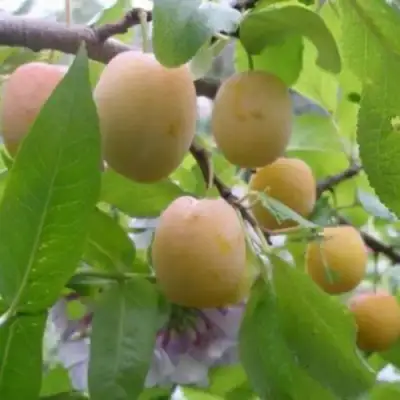 Слива УТРО в Гомеле