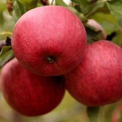 Яблоня ГАЛА ШНИГА в Гомеле