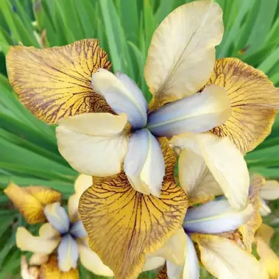 Ирис ФЛАЙИНГ ФИДДЛЗ сибирский в Гомеле