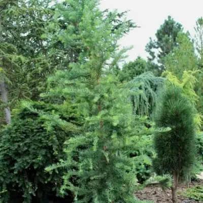 Лиственница КЕМПФЕРА в Гомеле