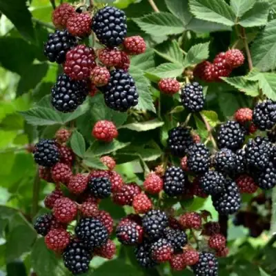 Ежевика РУБЕН ремонтантная  в Гомеле