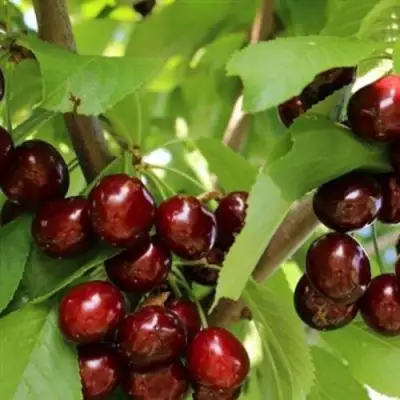 Черешня ИПУТЬ в Гомеле