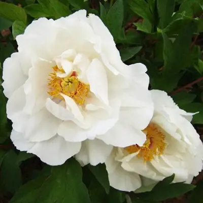 Пион БЕЛЫЙ НЕФРИТ древовидный в Гомеле