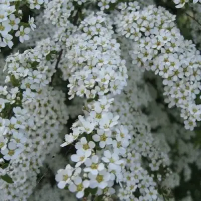 Спирея АРГУТА в Гомеле