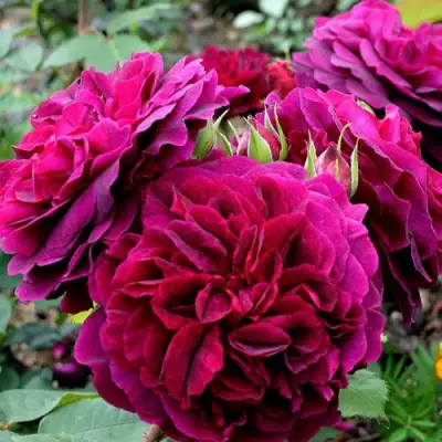 Роза МАНСТЕД ВУД английская в Гомеле