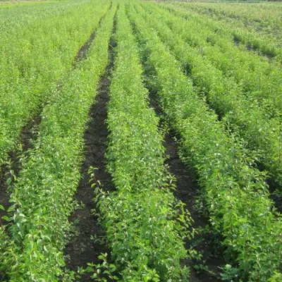 Подвой сливы ДИКАЯ АЛЫЧА в Гомеле