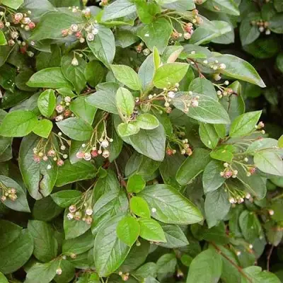 Кизильник блестящий в Гомеле