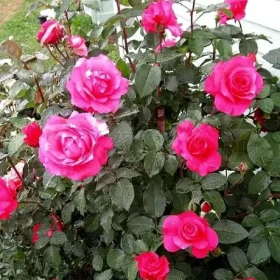 Роза МАЛИНОВЫЙ ЗВОН чайно-гибридная в Гомеле