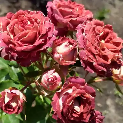 Роза ТИРАМИСУ спрей в Гомеле